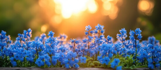 Vibrant bluebells in full bloom with a soft blurred background showcasing a serene spring sunset atmosphere