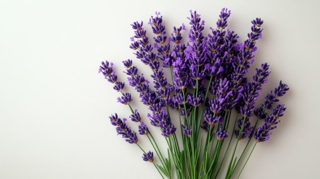 Freshly picked lavender bouquet on a soft white background showcasing vibrant purple hues and natural beauty in floral arrangement.