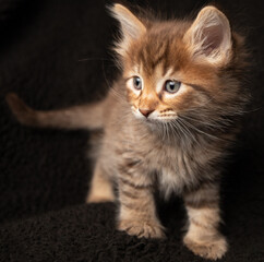 Mr. Jinx, a Maine Coon kitten on black background