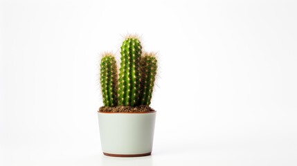 Cactus plant in pot with selective focus on spines against bright white background for modern decor and nature themes