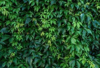 A wall of green leaves of maiden ivy