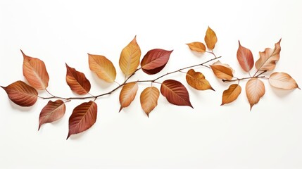 Fototapeta premium Autumn leaves arranged on a clean white background showcasing vibrant fall colors and natural textures