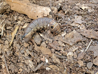 Moth Larva larvae of the Falcon Sphinx Moth, Xylophanes falso, the head looks like a false snake and the tail has a horn, like a hornworm or horn worm. This tiny moth larva is exhibiting mimicry.