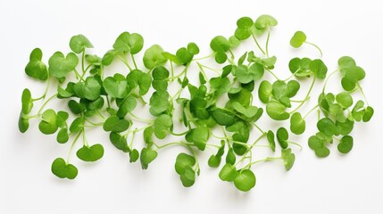 Obraz premium Fresh watercress leaves arranged on a clean white background showcasing vibrant greens and organic textures for culinary and design use