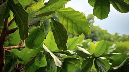Obraz premium Lush green jackfruit leaves creating a vibrant natural backdrop in a garden setting under soft sunlight