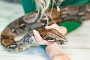 Close up of woman's hands holding white pet snake