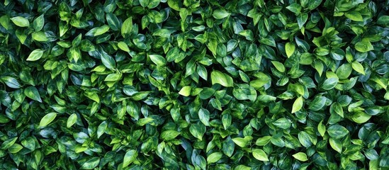 Fototapeta premium Lush green foliage background showcasing vibrant leaves and natural beauty ideal for nature-themed projects and designs.