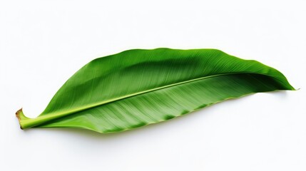 Vibrant Green Banana Leaf Isolated on White Background Showcasing Natural Texture and Freshness Ideal for Tropical or Eco-friendly Themes