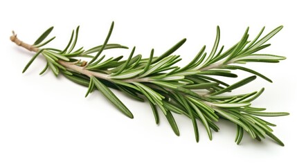 Fototapeta premium Fresh rosemary sprig isolated on a clean white background showcasing its vibrant green color and unique needle-like leaves