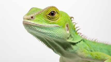 Fototapeta premium Close-up of a vibrant green lizard showcasing intricate skin details against a clean white background for wildlife and nature themes