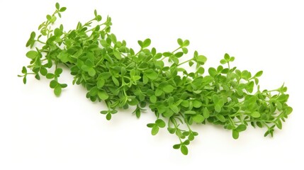 Obraz premium Fresh thyme herb sprigs falling gracefully against a clean white backdrop for culinary and botanical use in food imagery and presentations