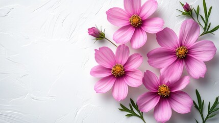 Obraz premium Cosmea flowers elegantly arranged on a textured white background showcasing their vibrant pink hues and delicate greenery.