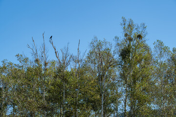 Fototapeta premium 白樺とカラス