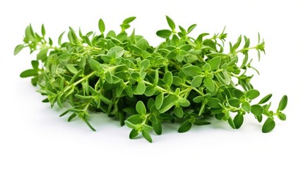 Obraz premium Fresh green thyme herb elegantly arranged on a white background for culinary and natural decoration inspirations.