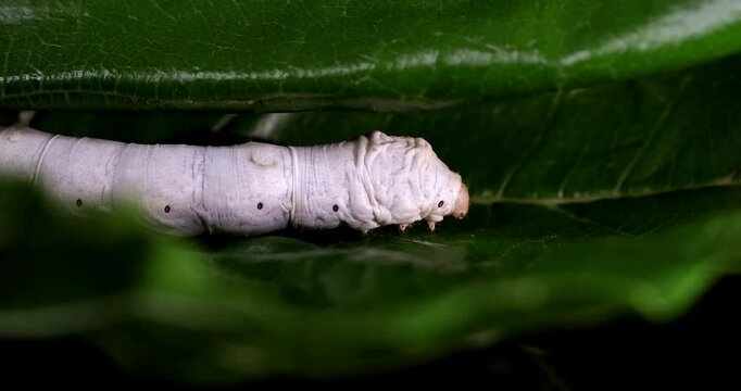 Silkworm in natural environment, green leaves, macro