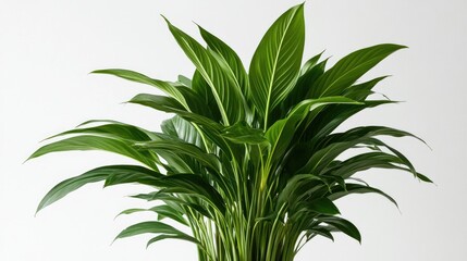 Fototapeta premium Lush curry plant with vibrant green leaves in a decorative pot, prominently displayed against a clean white backdrop.