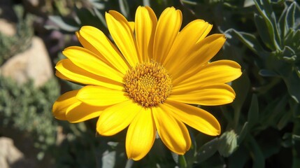 Close-up view of a vibrant yellow marigold flower with striking petals and a textured center, set against a lush garden backdrop.