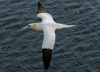 Northern Gannet on breeding rocks of Bempton cliffs, UK