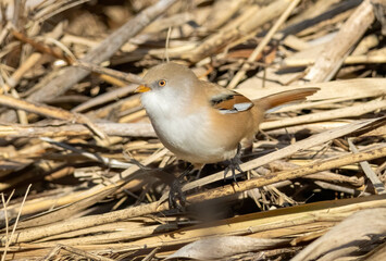 Bearded reedling (Panurus biarmicus) in a natural habitat