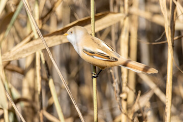 Bearded reedling (Panurus biarmicus) in a natural habitat