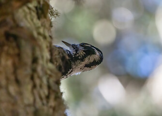 Three-toed Woodpecker in a natural habitat