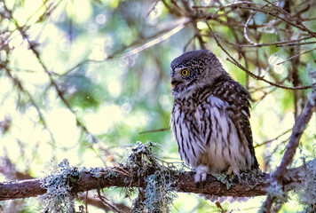 Pygmy Owl (Glaucidium passerinum) in a natural habitat