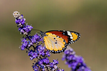 Colorful butterfly. Danaus chrysippus. Plain Tiger. Nature background