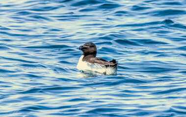 Razorbill on the cliffs in RSPB Bempton Cliffs reserve