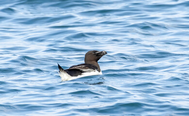 Razorbill on the cliffs in RSPB Bempton Cliffs reserve