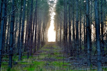 morning in the forest