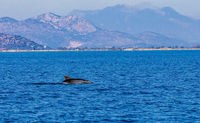 Bottle-nosed Dolphins in Amvrakikos Gulf, Greece