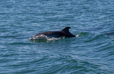 Fototapeta premium Bottle-nosed Dolphins in Amvrakikos Gulf, Greece