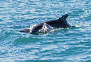 Fototapeta premium Bottle-nosed Dolphins in Amvrakikos Gulf, Greece