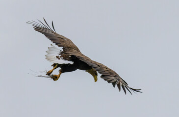 White-tailed Sea eagle sitting on feeding station