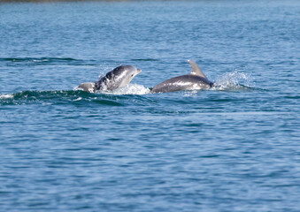 Fototapeta premium Bottle-nosed Dolphins in Amvrakikos Gulf, Greece