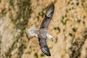 Northern Fulmar on breeding rocks of Bempton cliffs, UK