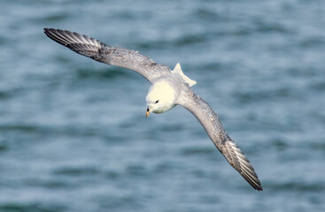 Northern Fulmar on breeding rocks of Bempton cliffs, UK