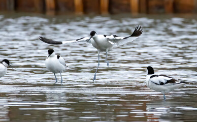 Pied Avocet (Recurvirostra avosetta) in a natural habitat