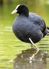Coot (Fulica atra) in a natural habitat