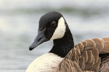 Canada Goose (Branta canadensis) close up