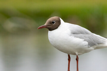 Black-headed Gull in a natural habitat