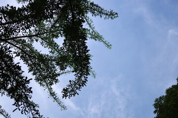 sky and tree