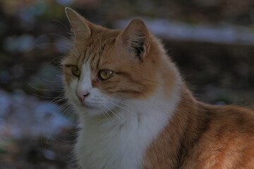 portrait of a cat. ginger cat in the garden, selective focus on the eye.