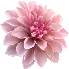 Pink flower isolated on white background png