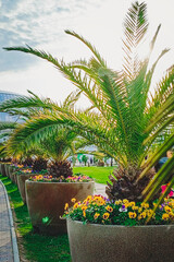 Fototapeta premium Exotic green palm trees in stone vases are displayed in the parking lot of a commercial center in a European city - beautification, exterior, street. Close-up, vertical photo.