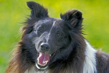Happy smiling Shetland Sheepdog head portrait closeup, outside, green grass background.