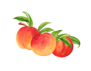 Watercolor illustration of peach tree branch with fruits and green leaves. Hand drawn fruit isolated on white background