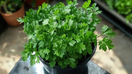 Lush green parsley leaves in a pot with fresh foliage, displayed on a table surrounded by a vibrant garden background.