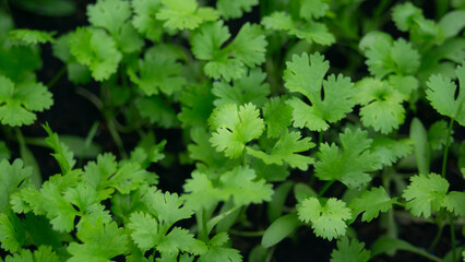 Close up of green leaves 