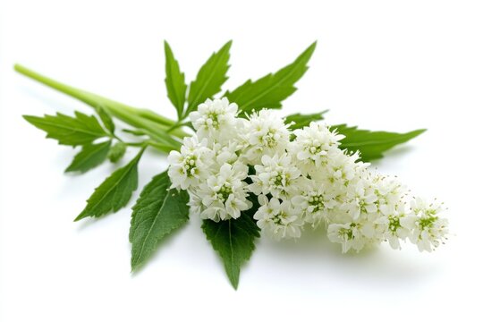 Meadowsweet Flowers Against a Clean White Background AI-Generated Image